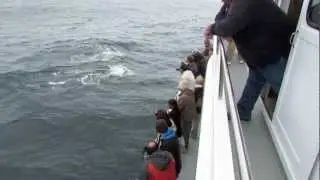 Princess Monterey Whale Watching 5-26-2012 sighting