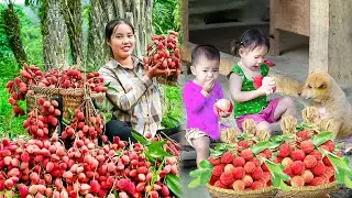 Harvest Giant lychee to sell at the market & Buy nutritious milk with single mom