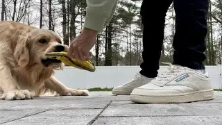 A MUST OWN SPRING SNEAKER