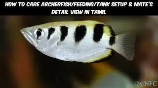 HOW TO CARE ARCHERFISH/FEEDING/TANK SETUP & MATE'S DETAIL VIEW IN TAMIL