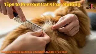 Tips to Prevent Cat Fur Matting | Easy Grooming Guide for a Healthy, Tangle-Free Coat Mykitten