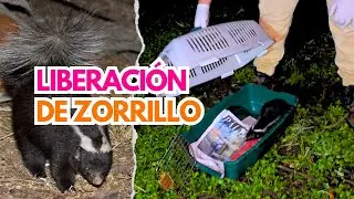 Liberaci&oacute;n de zorrillo | Conepatus chinga