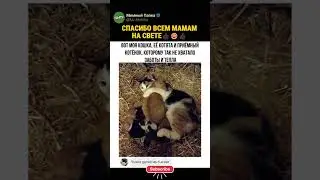 ЗАХЛЕ#НУЛСЯ МИЛОТОЙ! #прикол #юмор #смех #угар
