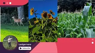 Escaping the Ordinary: Our Maine Farm Late Summer Update