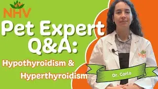 NHV Pet Expert Q&A: Hypothyroidism and Hyperthyroidism