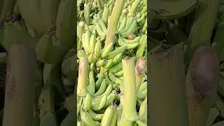 Banana work #farmtime #farming #workingfarm