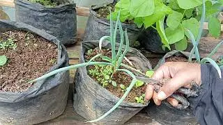 Making organic medicine for plants from chives