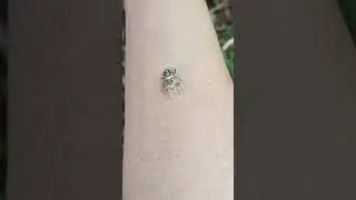 Earth discoveries  is live beautiful 😍 jumping spider 🕷 on my hand ✋️ 