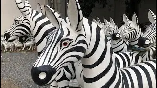 How many zebras??