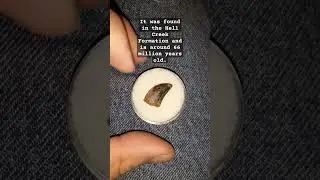 A Raptor tooth