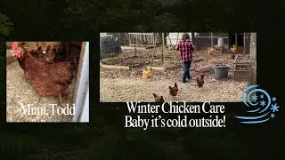 Winter Chicken Care Baby It&rsquo;s Cold Outside!