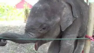 Baby Elephant twins