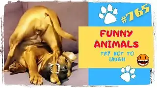 FUNNY ANIMALS 😸 DOGS 🐶 and other Fun with Animals - 765 #broanimals