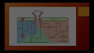 Diabetes. Revisión del tema