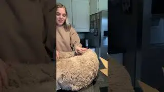 Cuddlesure dog bed demo for my Boston Terrier