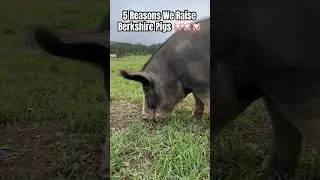 5 Reasons Why We Raise Berkshire Pigs ~ 🐷🐷 Pig Sounds