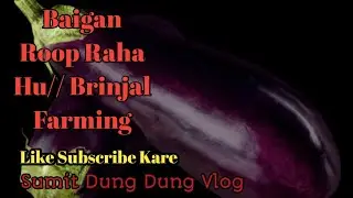 Baigan Roop Raha Hu//Brinjal Farming #🍆🍆Vlog Video
