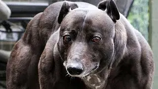 7 Tipos De Perros Mas Raros Y &Uacute;nicos Del Mundo