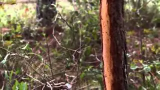 Nature Documentary : {The Private Life of Deer}