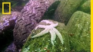 Why Are So Many Starfish Dying? | National Geographic