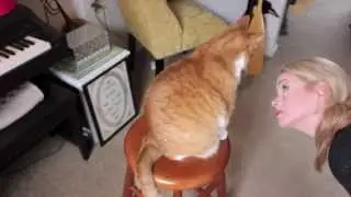 CATS ARE JERKS // Kate Welshofer