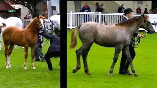 Dublin Horse Show RID Filly Foal Class RDS 2015