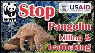 Save Pangolin | Wild Life Asia | Forestry, Wildlife & Fisheries Department AJ&K | WWF Pakistan