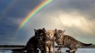 &ldquo;Two cats pulled the third cat out of the water.&rdquo; #cat #cataivideos #aivideo #cat