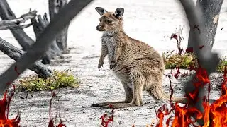 Young Kangaroo escaping the bush fire in Australia. Wildfire burning and destroying | WILDLIFE