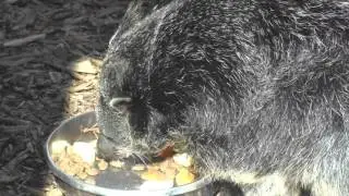 Binturong, Axe Valley Wildlife Park (17th April 2016)