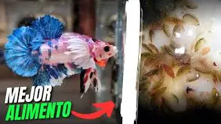 Mejor alimento para el pez betta