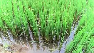 Cari spot yang belom tau tempatnya itu sulittt 😭 || waduk ketro sragen