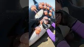 Marine Biologist Saves Beached Orca! #rescue #animals #wildlife