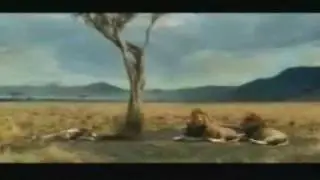 funny antelope