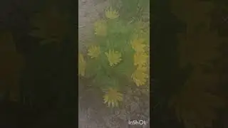 Адонис. Горицвет.