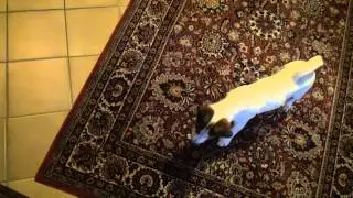 Foxterrierwelpe Benny 15 Wochen