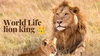 fantastic lion videos #lion #animals #lionking #wildlife #lionroaring #lioness #funny #cute