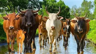 Herding Tame Cows Every Afternoon - Dancing Cows, Cows Sounds, Cows Eating Grass, Funny Cows, Cows.8