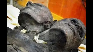 Two Headed Patagonian Giant on Display