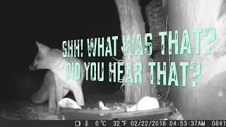 How Your Home Howls ~ Lyric Video