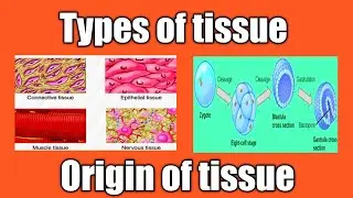 Origin of tissue || Types of tissue