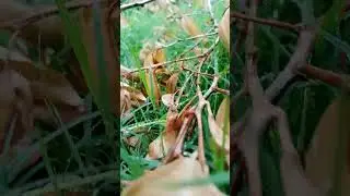 Nature lover?🌿🌧️post rain beauty