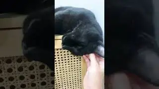 Why cats bite