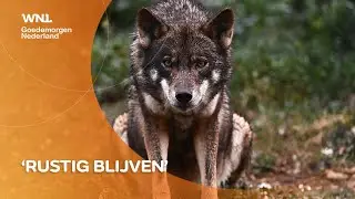 Hoe word je geen wolvensnack? 'Zing een Sinterklaasliedje'