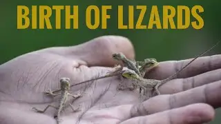 BIRTH OF LIZARDS | LIZARD GIVING BIRTH | #LIZARDBIRTH
