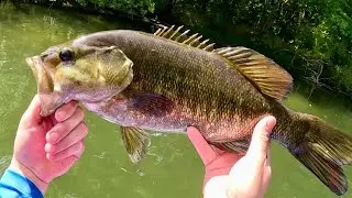 GIANT Smallmouth TOURNAMENT WIN! Mainstream Kalamazoo River Challenge 