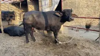 Kundi bull age1-1/4: