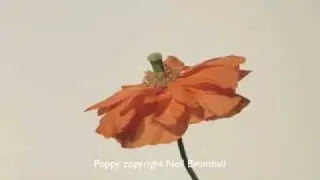 Poppy flower opening time lapse