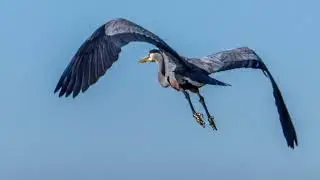 PJs Bird Compilation 2