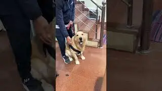 Golden retriever#pet#dog#clinic visit#love